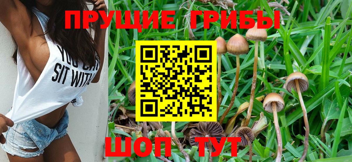 Псилоцибиновые грибы Psilocybe Кимры